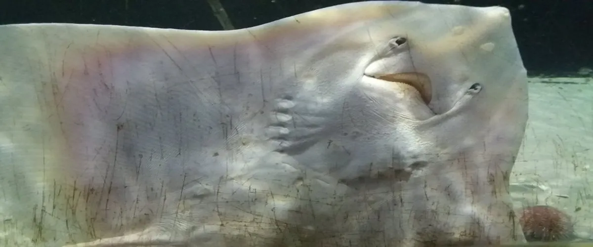 Foto 2 Aquarium Kiel