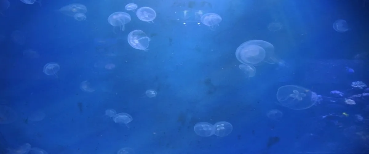 Foto 3 Aquarium Kiel