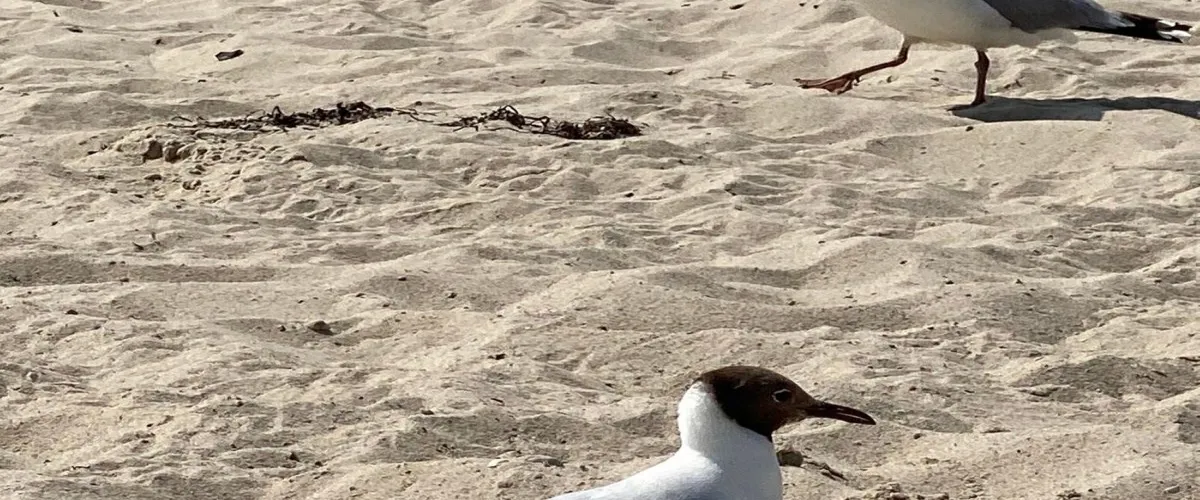 Foto 5 Falckensteiner Strand