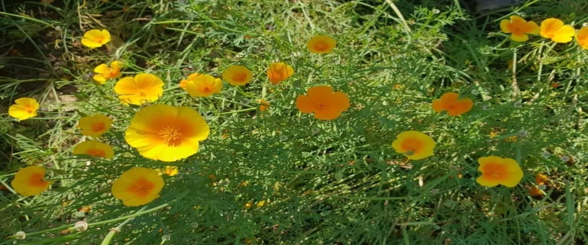 Foto 2 Kiel Botanical Gardens