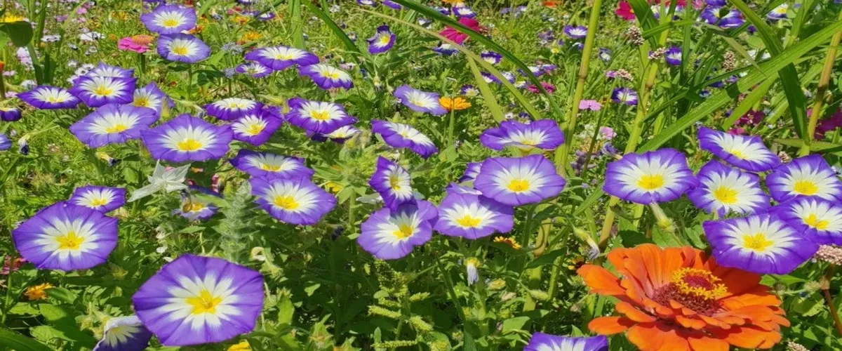 Foto 3 Kiel Botanical Gardens