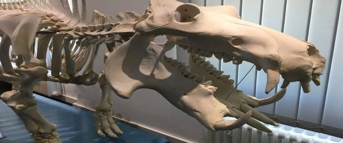 Foto 2 Zoologisches Museum