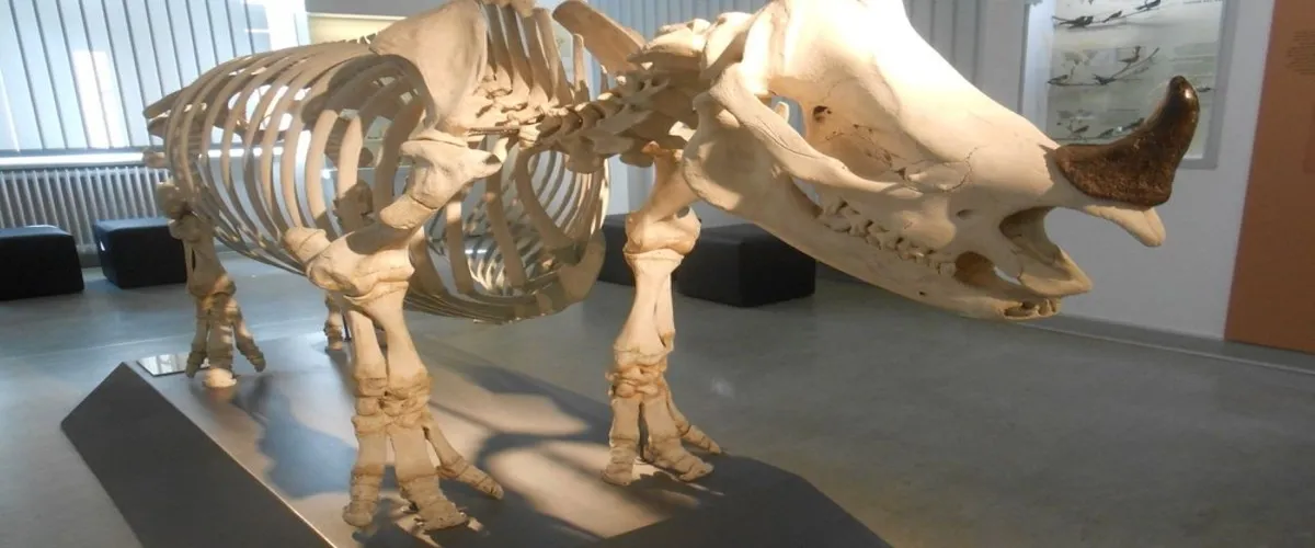 Foto 3 Zoologisches Museum