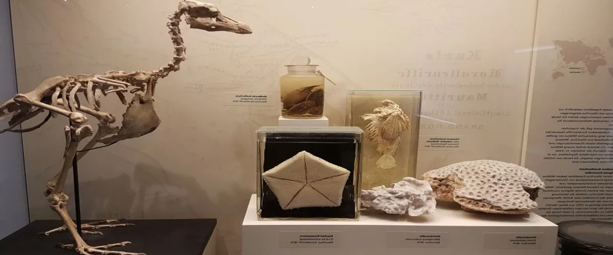 Foto 4 Zoologisches Museum