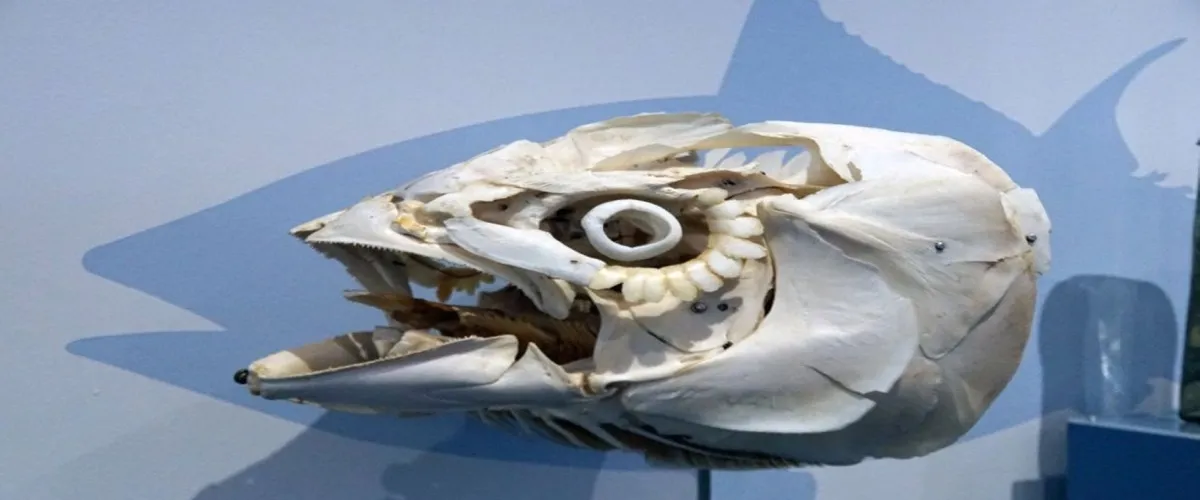 Foto 5 Zoologisches Museum