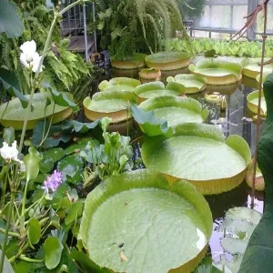 Foto de Kiel Botanical Gardens