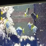 Foto 1 Aquarium Kiel