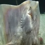 Foto 2 Aquarium Kiel