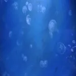 Foto 3 Aquarium Kiel