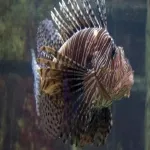 Foto 4 Aquarium Kiel