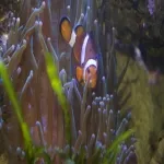 Foto 5 Aquarium Kiel