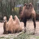 Foto 1 Koelner Zoo