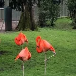 Foto 2 Koelner Zoo