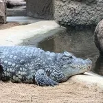 Foto 3 Koelner Zoo