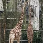 Foto 4 Koelner Zoo