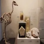 Foto 4 Zoologisches Museum